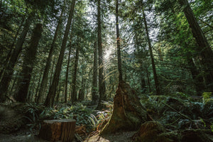 Eco Friendly - image of dense forest 